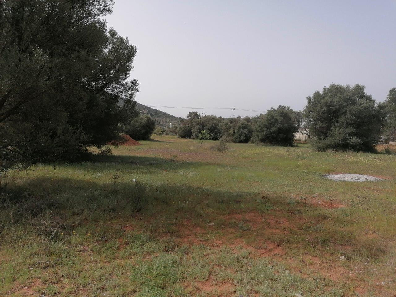 Land plot, Koropi