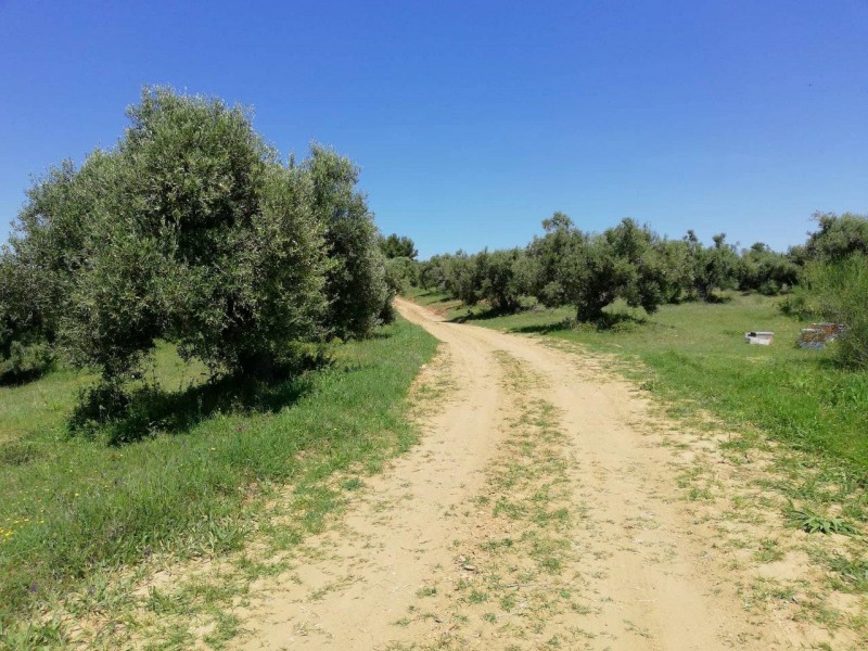Land plot, Pallini, Chalkidiki