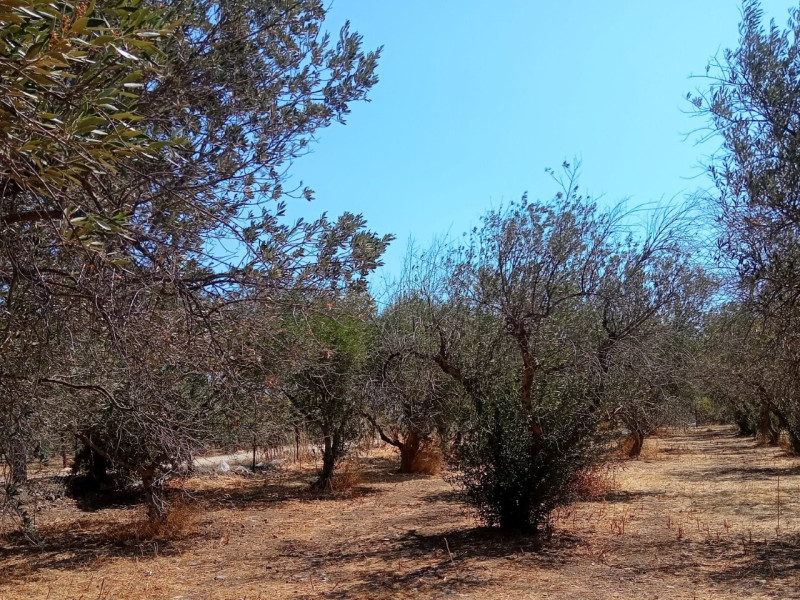 Plot, Thermisia, Ermioni, Argolida