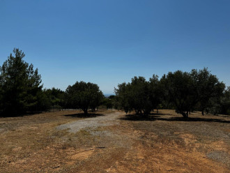 Αγροτεμάχιο, Πυλαία